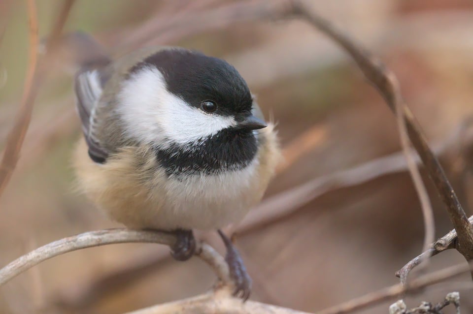 Black-capped Chickadee