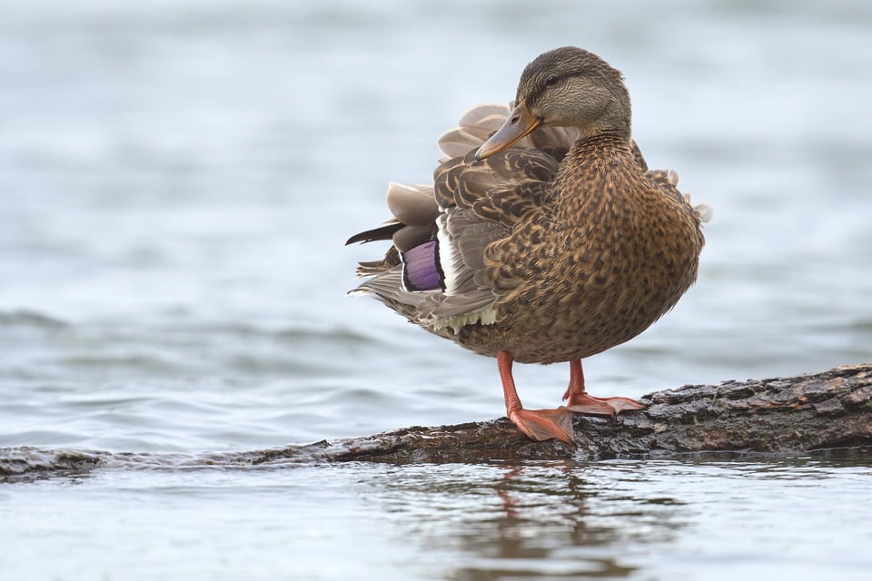 Mallard