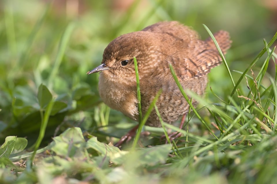 jpolak_2022_12_23_best_wren