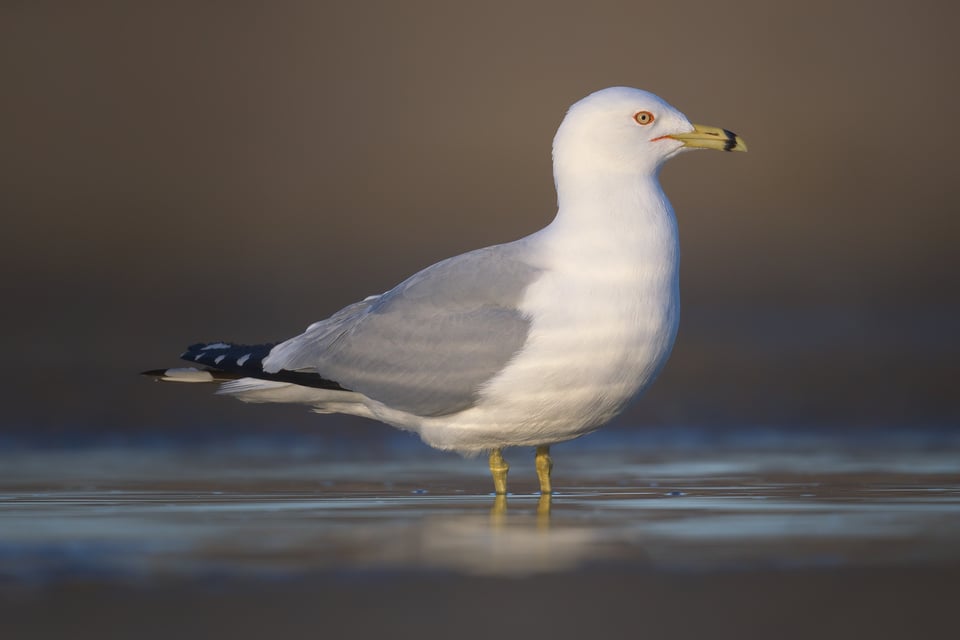 Ring-billed Gull