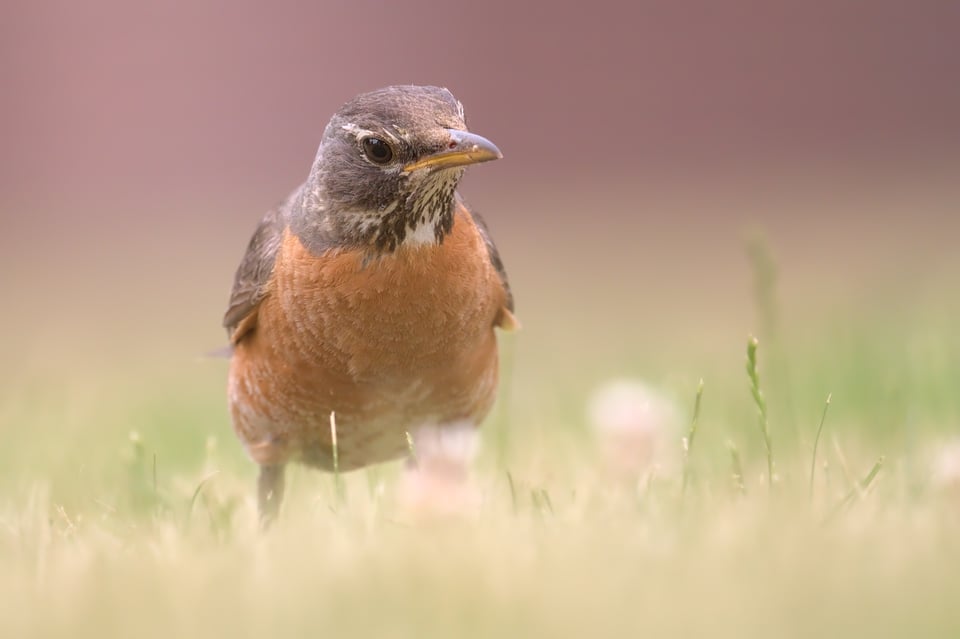 American Robin