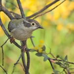 Brown-headed Honeyeater