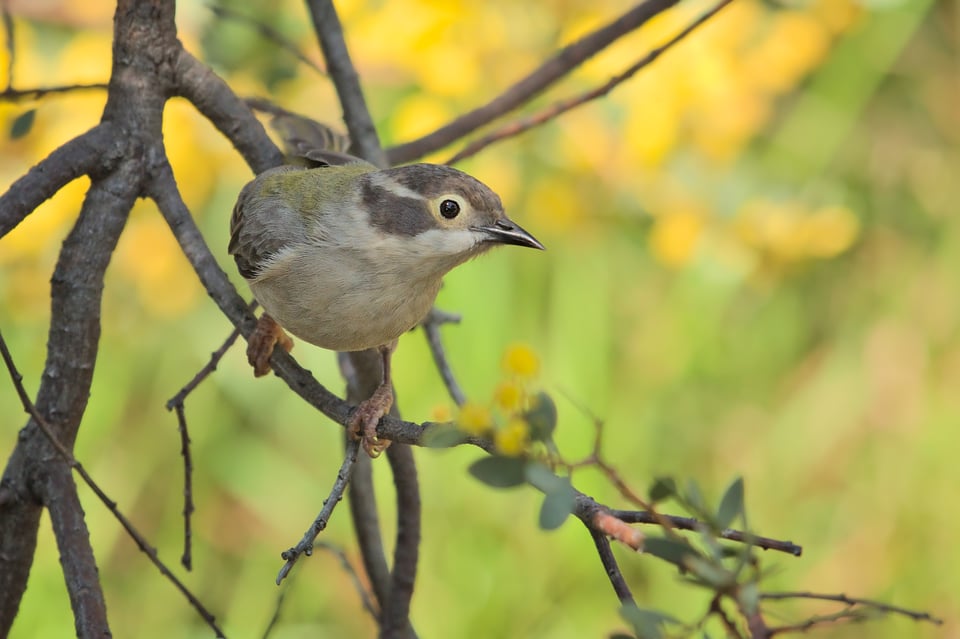 Brown-headed Honeyeater