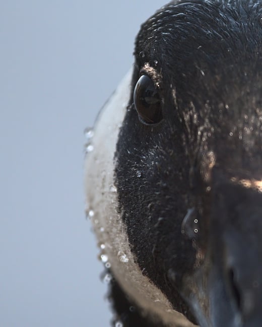 Canada Goose with mirror lens