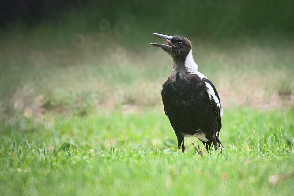 Australian Magpie