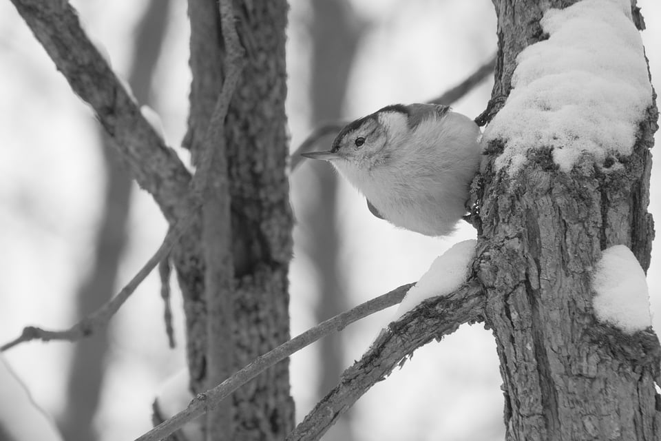 White-breasted Nuthatch