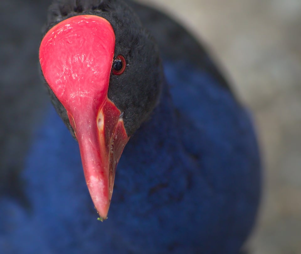 jpolak_2022_04_09_swamphen