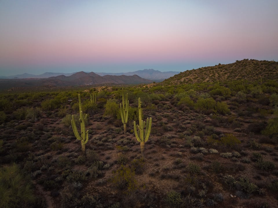 Sunset Saguaros