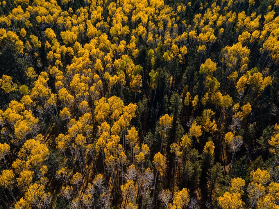 Fall Trees