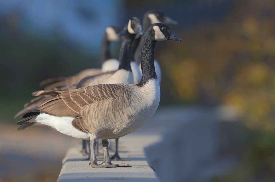 Canada Geese about to jump off a wall