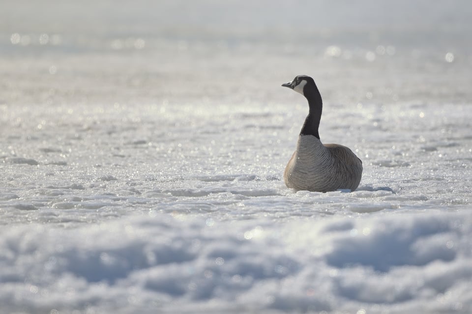 Canada Goose on Ice
