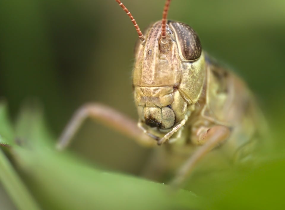 Grasshopper on leaf