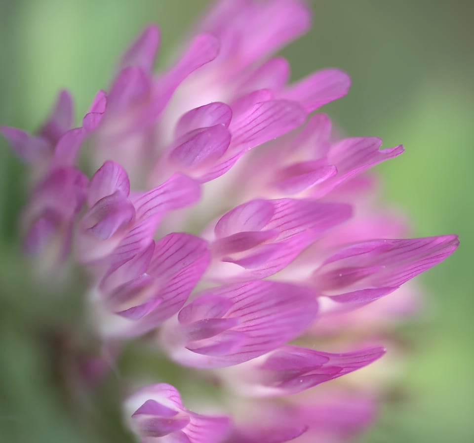 Pink Clover with Green Background