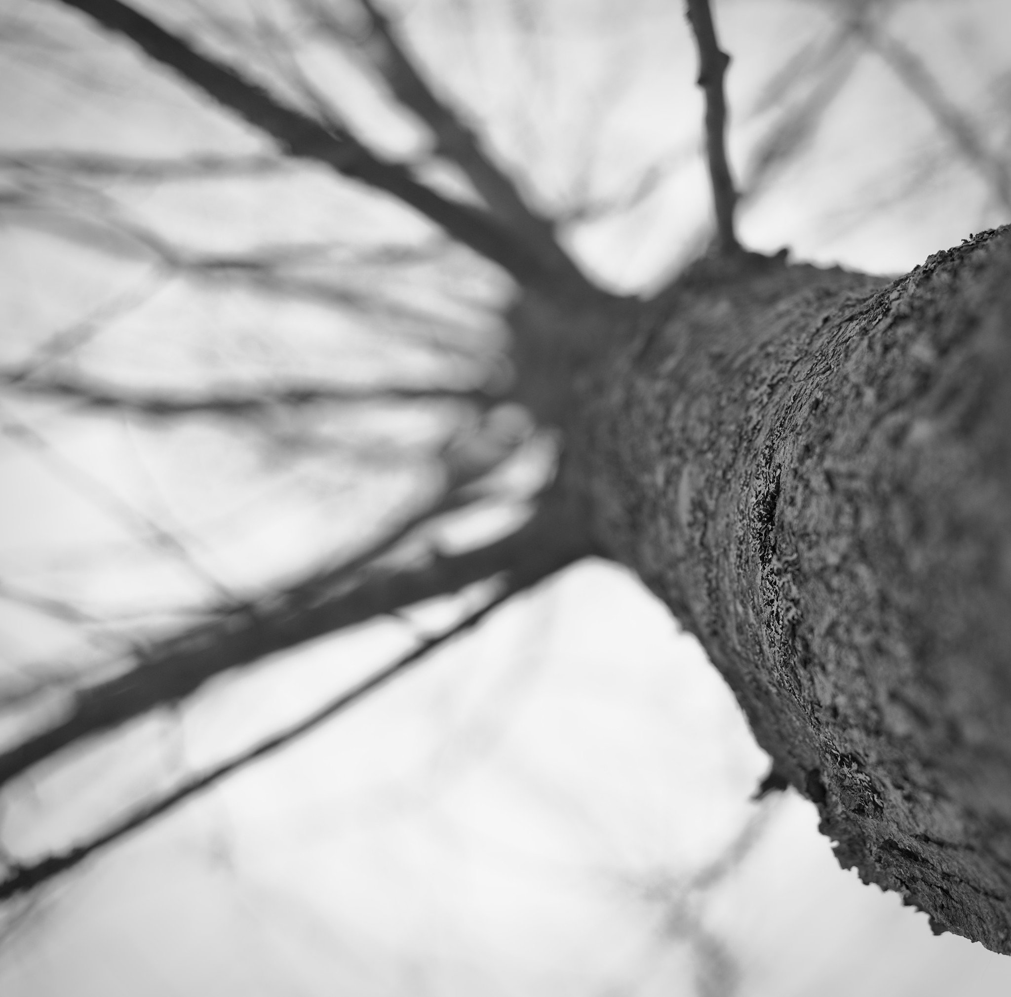 Tree with branches out of focus