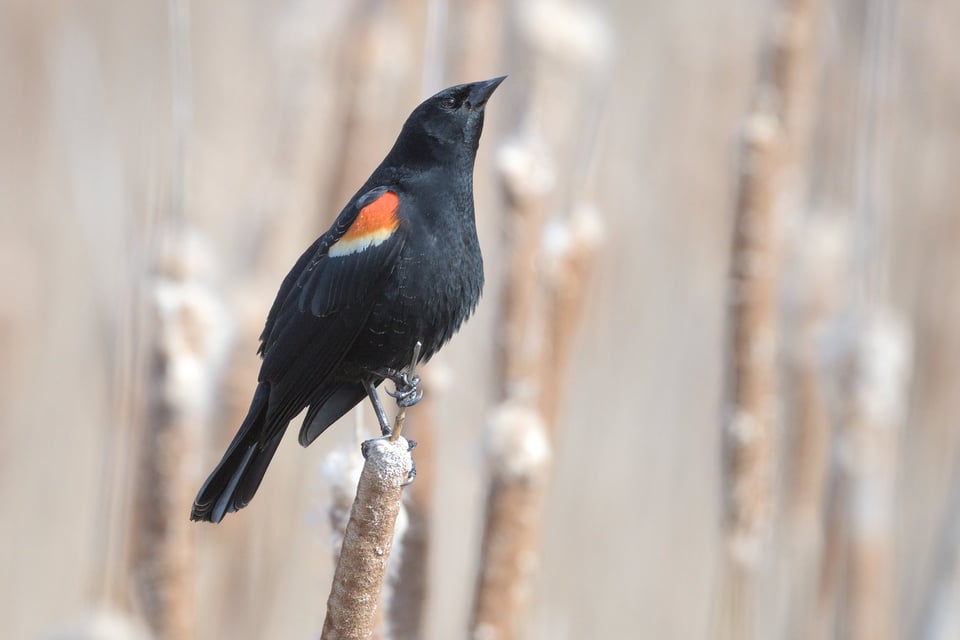 Red-winged Blackbird