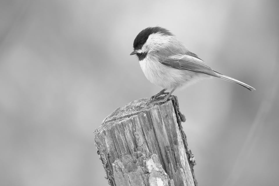 Black-capped Chickadee