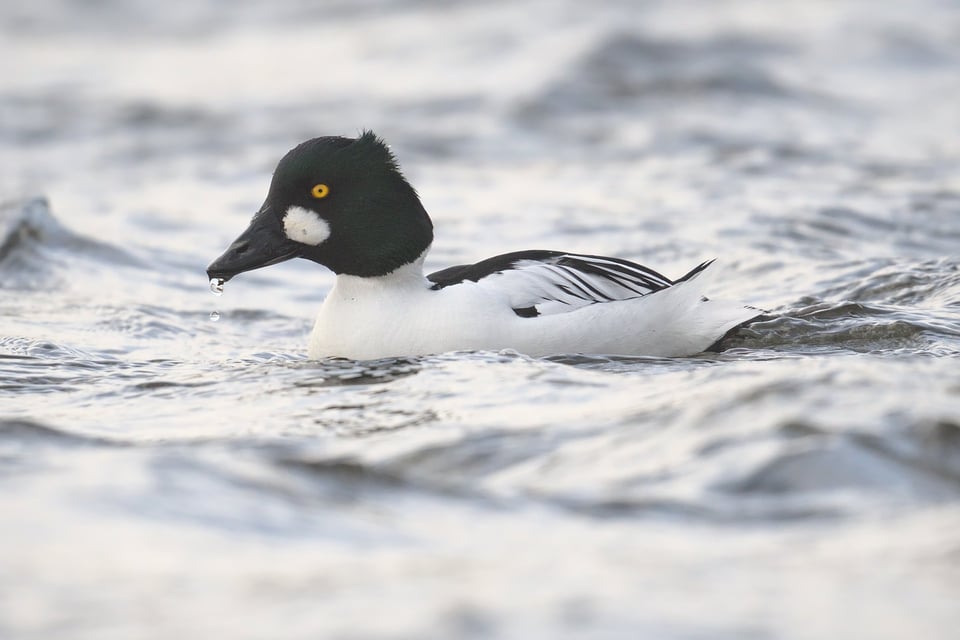 Common Goldeneye