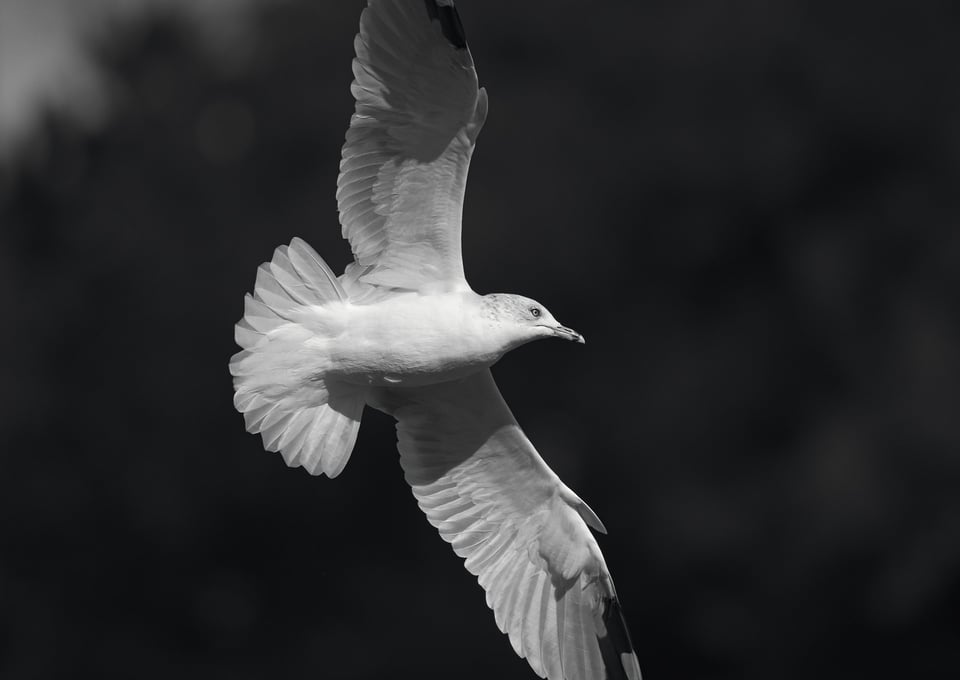 Ring-billed Gull