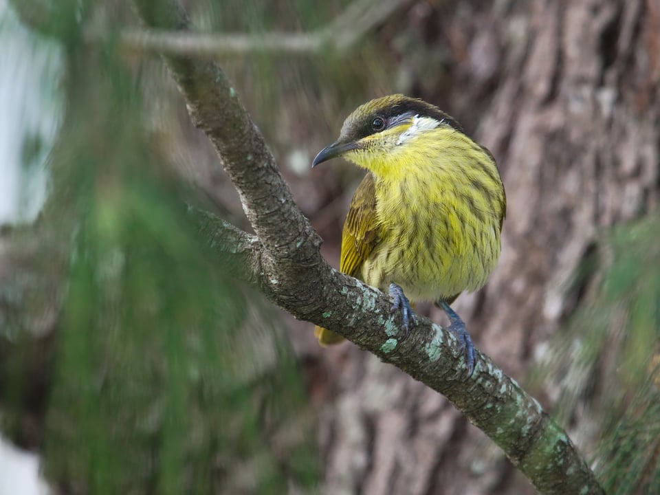 Varied Honeyeater