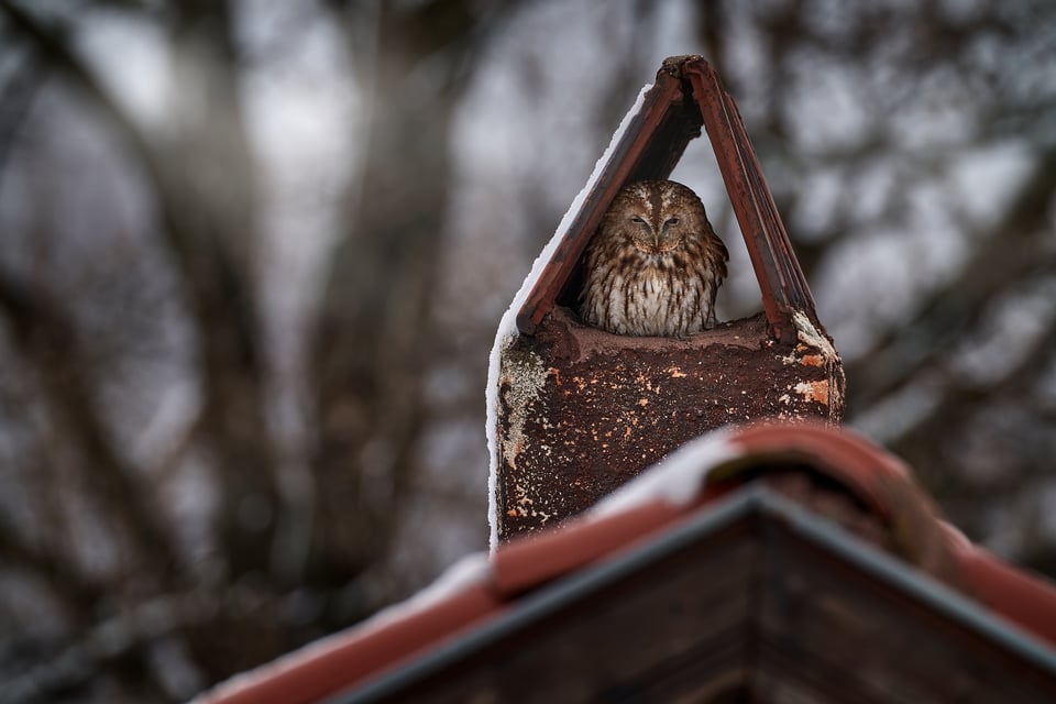 Tawny Owl_15