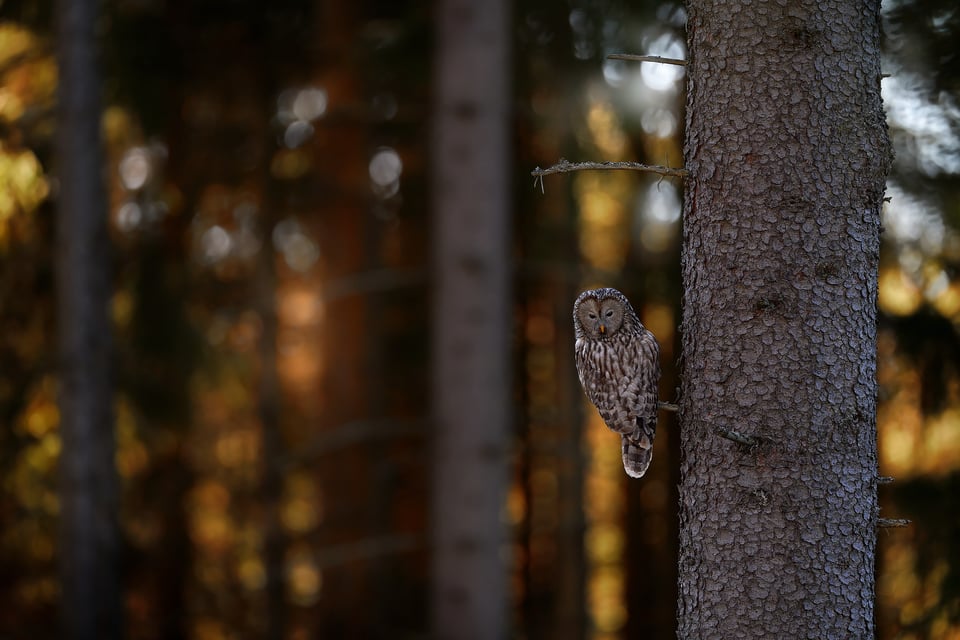 Ural Owl_10