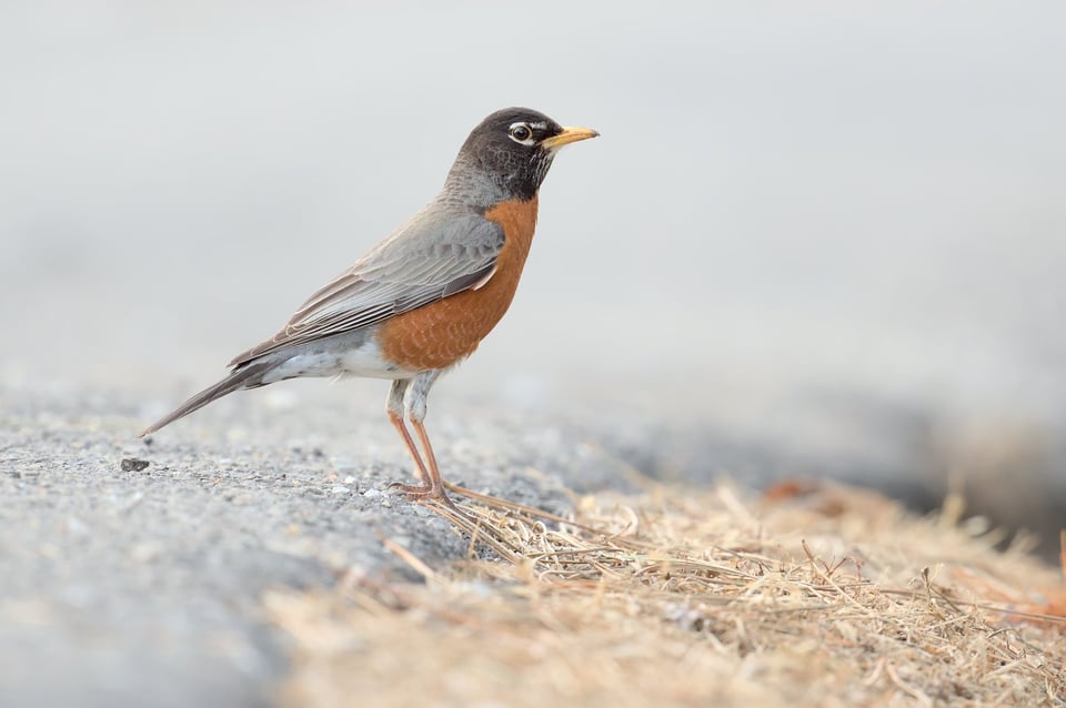 American_Robin_On_Concrete