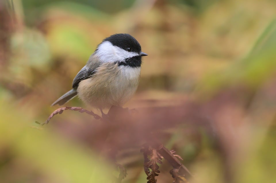 Black_capped_Chickadee_In_Colourful_Vegetation