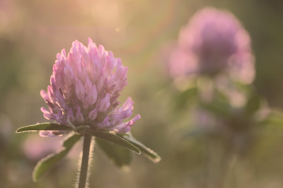 Clovers_Backlit_Sun