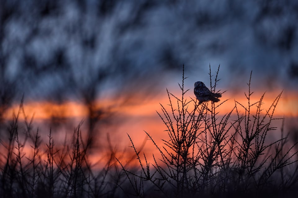 Northern Hawk-owl_09