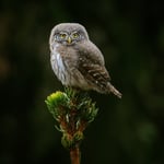 Pygmy Owl_04