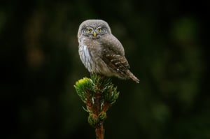 Pygmy Owl_04