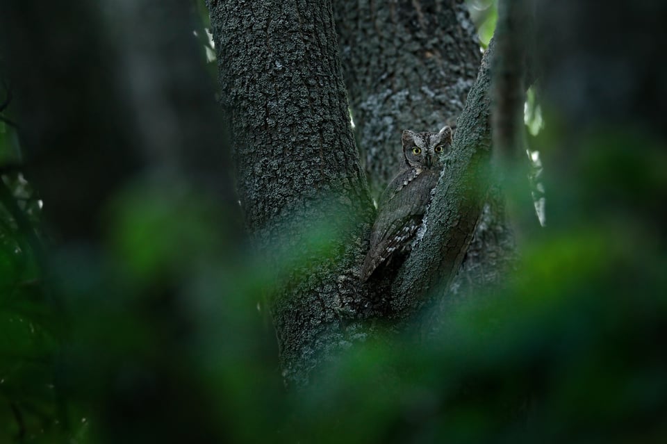 Eurasian Scops-owl_17