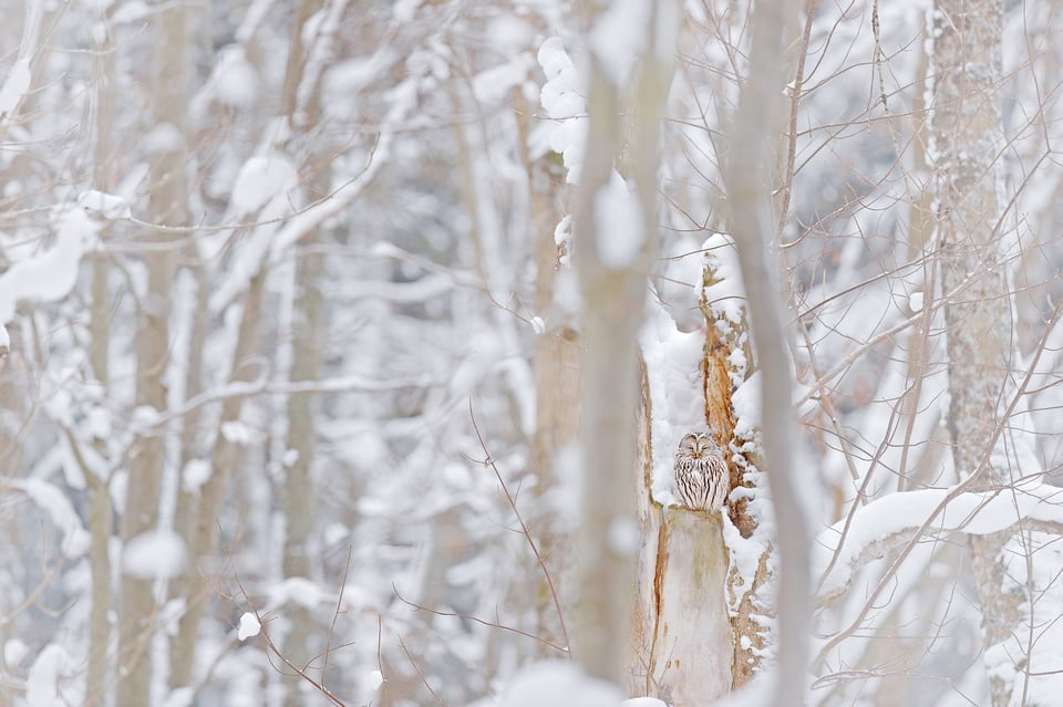 Ural Owl_22