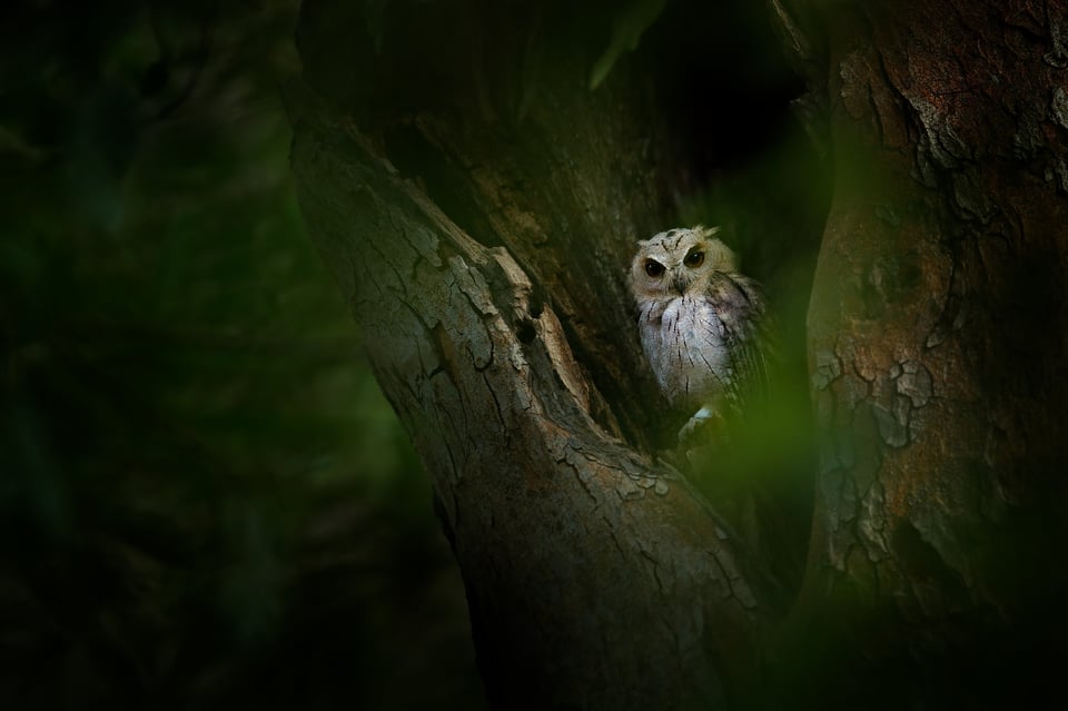 Owl_18