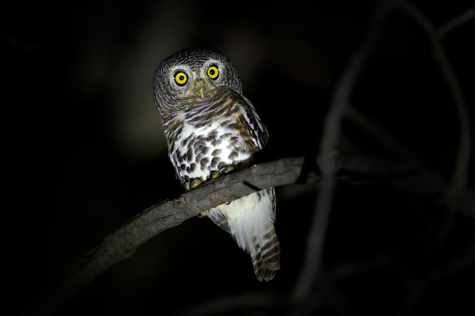 Owl_16