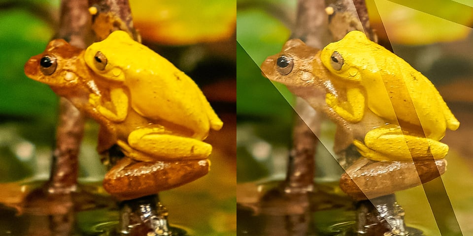 DxO vs Topaz_sharpening_frogs