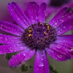 Flower Macro Photo