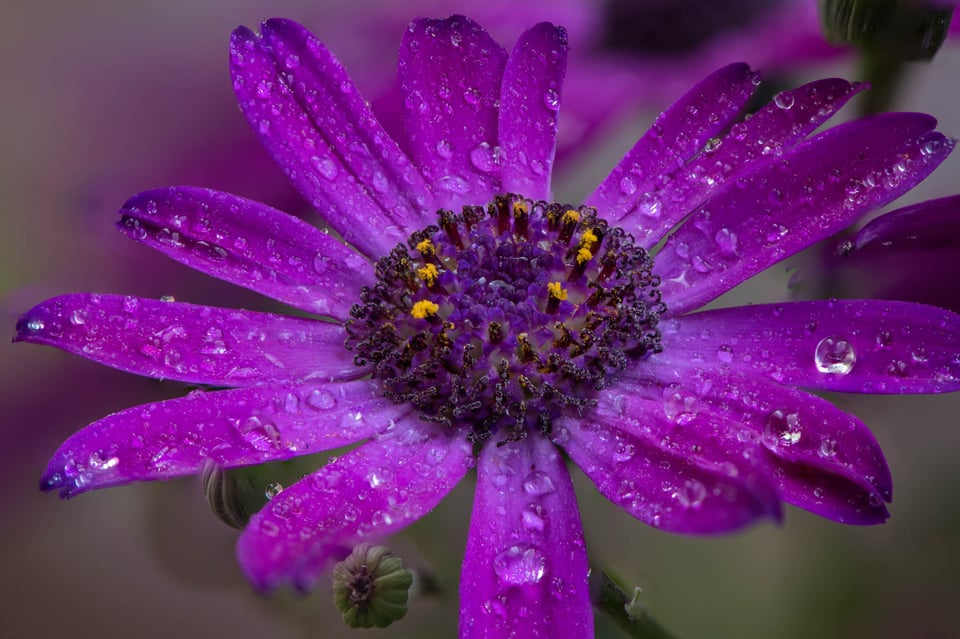 Flower Macro Photo