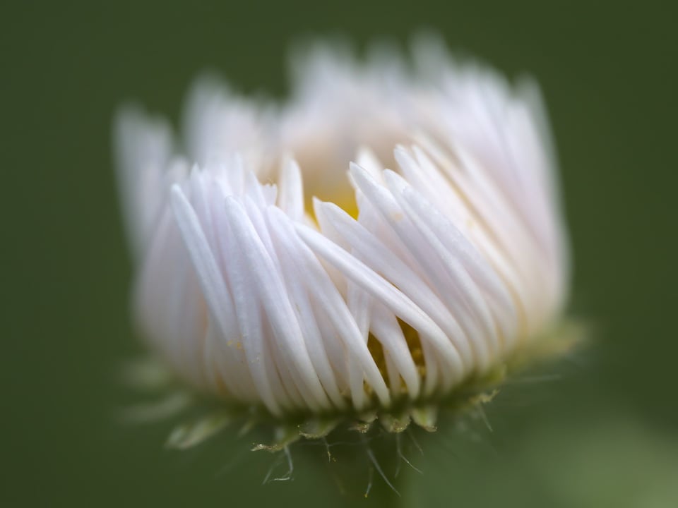 Flower_Closed_Yellow_White