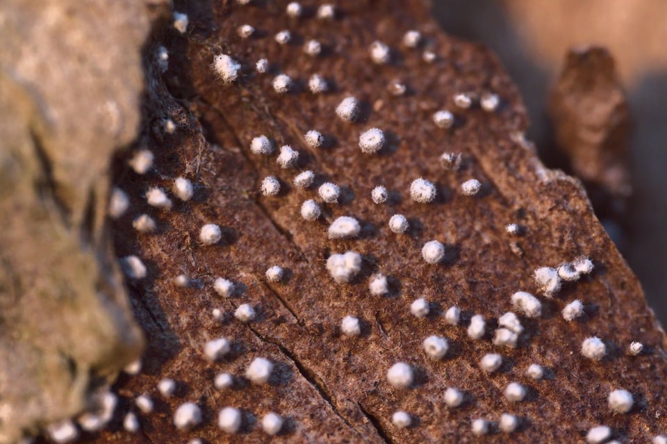 Fungus_Growing_On_Bark