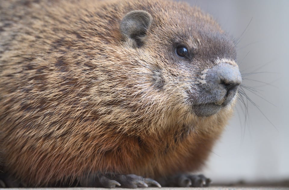 Groundhog_Up_close_portrait