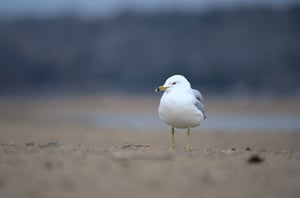 Gull_On_Beach_In_Snowfall