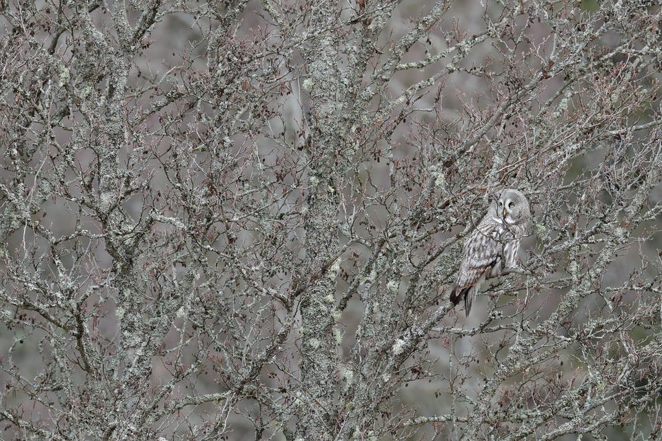 Great Grey Owl_01