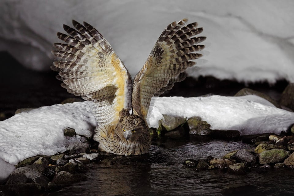 Blakiston's Eagle-owl_03