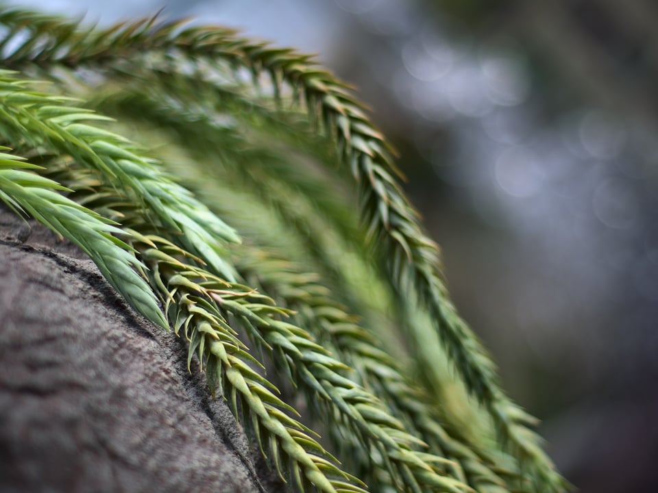 Plans_Draped_Down_Rock_Bokeh