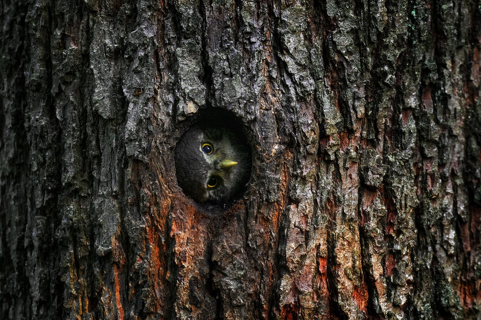 Eurasian Pygmy-Owl_14