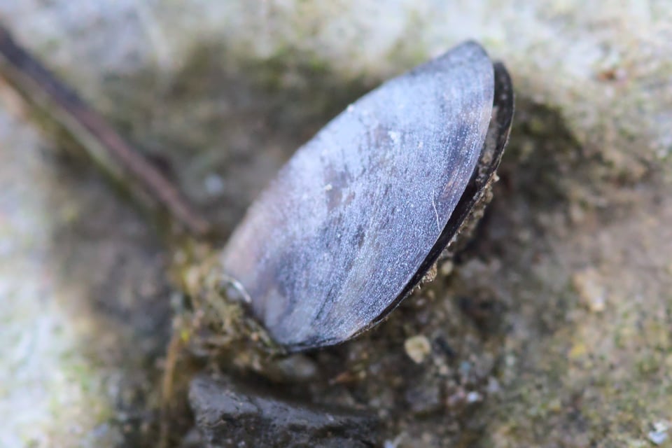 Shell_On_Rock_Macro