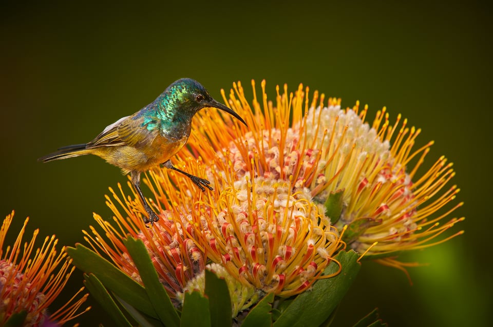 Sunbird_South Africa