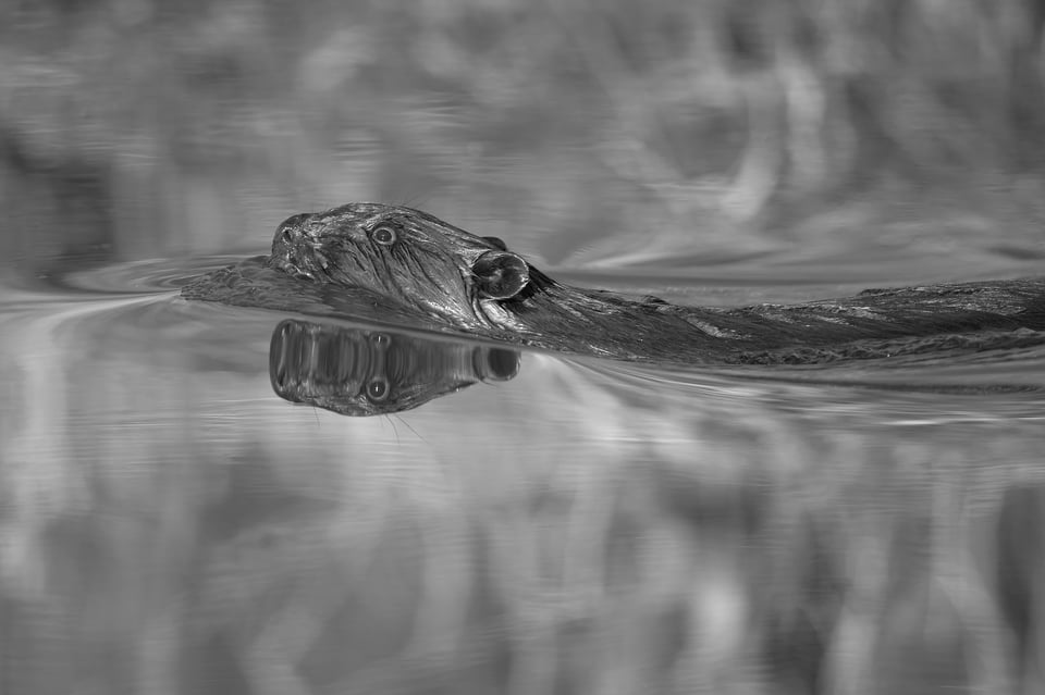 beaver_reflected_In_water