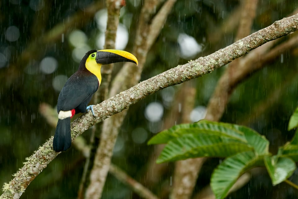 Toucan